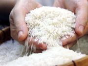 Người tiểu đường có nên ăn Gạo ST25?